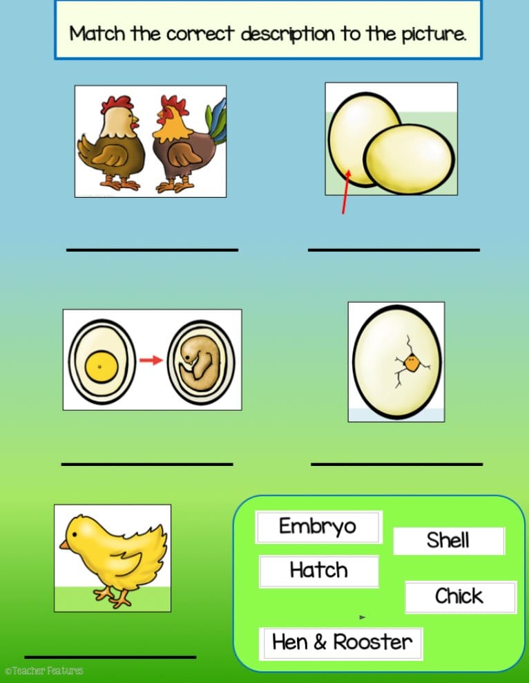 CHICKEN LIFE CYCLE Digital Flip Book Google Slides Digital Download Teacher Features
