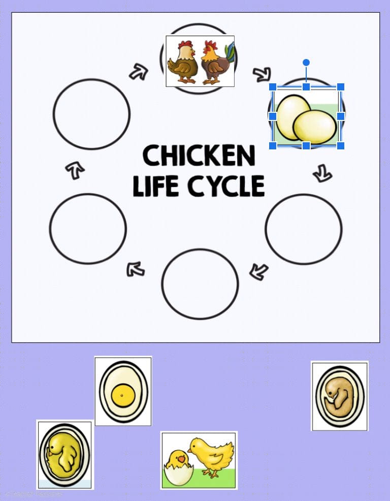 CHICKEN LIFE CYCLE Digital Flip Book Google Slides Digital Download Teacher Features